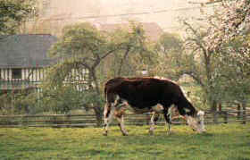 Paysage de Normandie